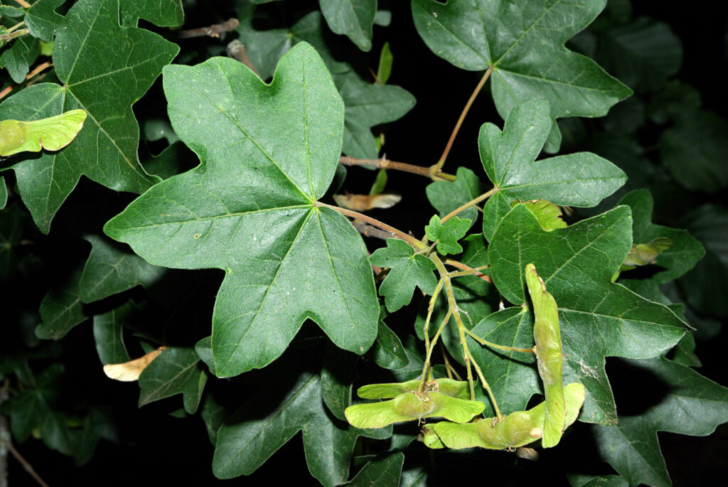 Acer Campestre 02 By Dpc 1024x685