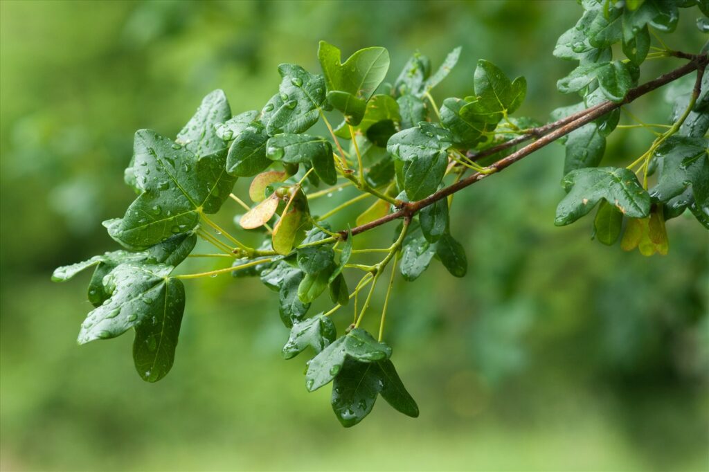 DSC6566 1600 1024x682